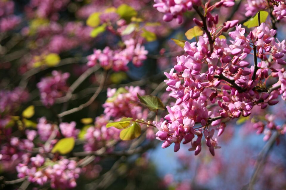 Pink spring israel