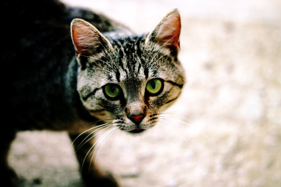 Street homeless green eyes