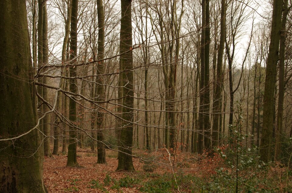 Forest trees shrubs