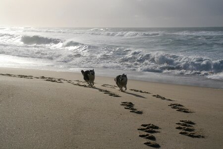 Dogs running husky galician beach