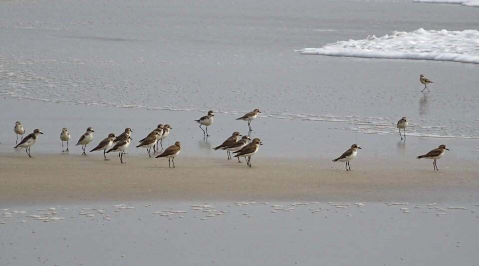 Fauna avian beach photo