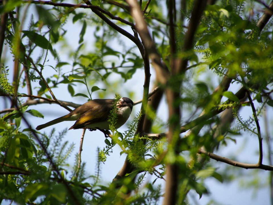 Bird taipei botanical garden