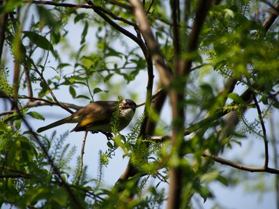 Bird taipei botanical garden