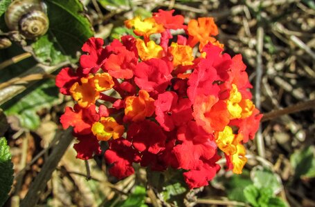 Nature blossom spring