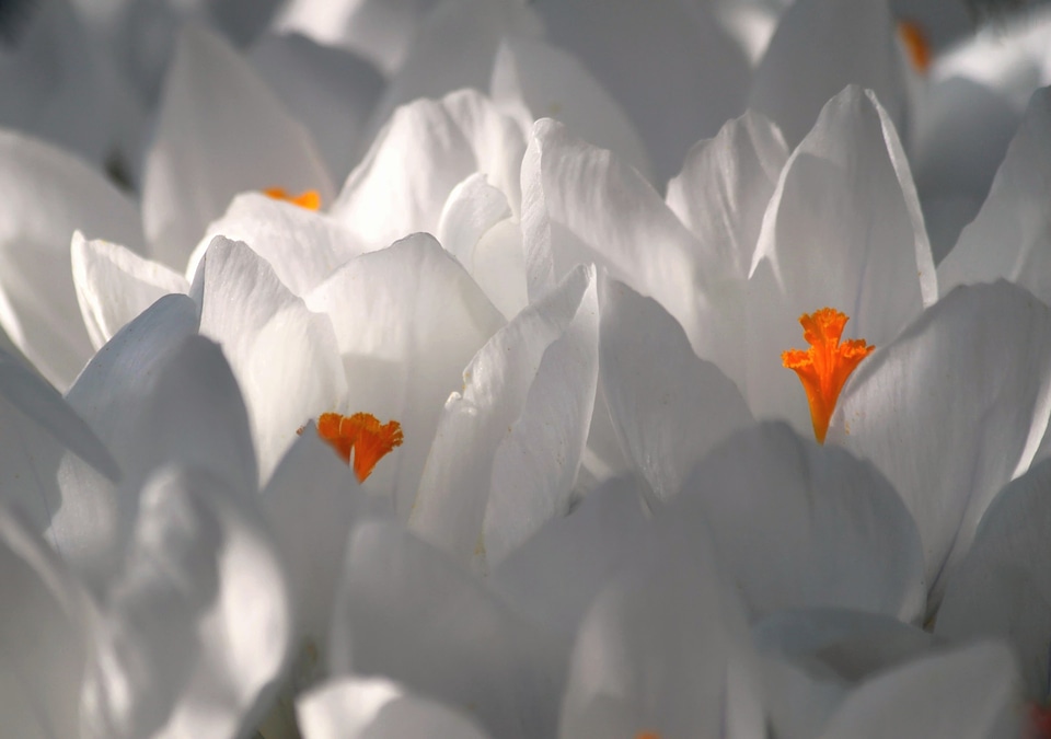 Flower close up spring