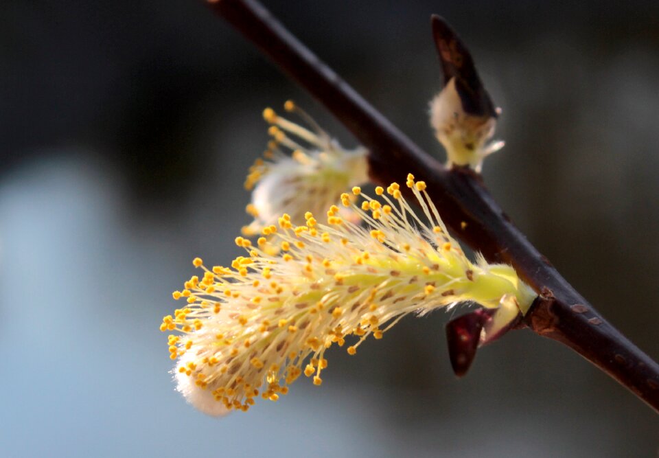 Blossom bloom plant