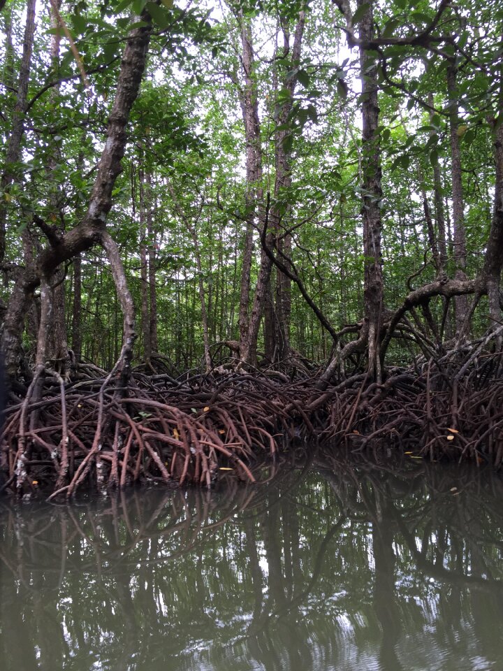 Nature swamp outdoor
