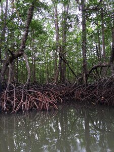 Nature swamp outdoor photo