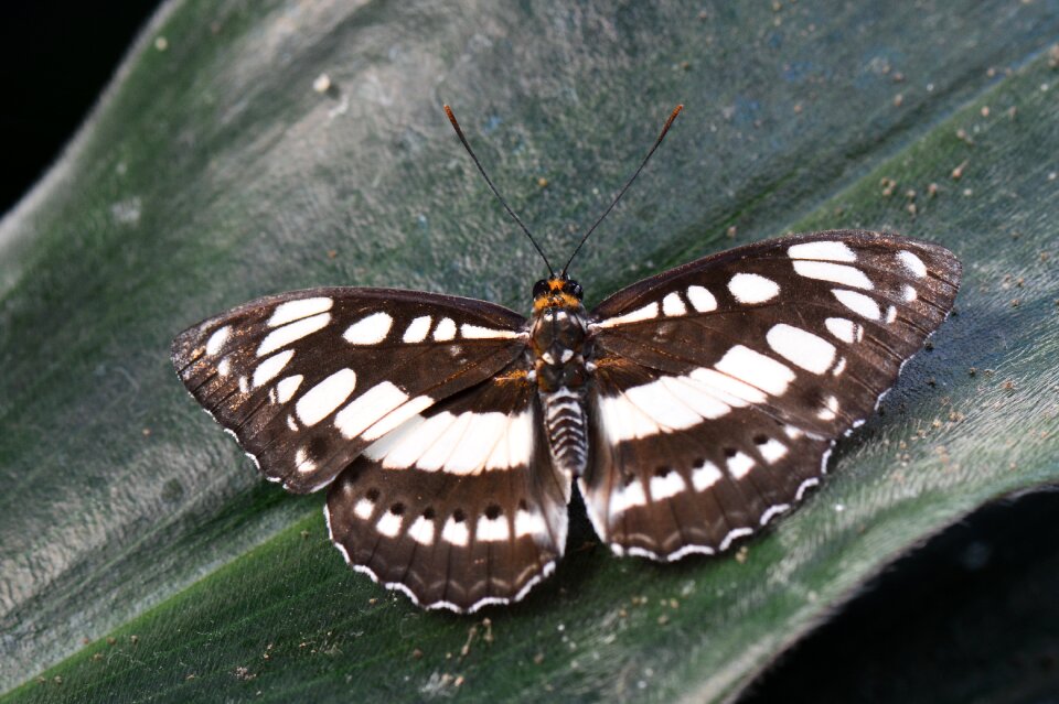 Butterfly nature