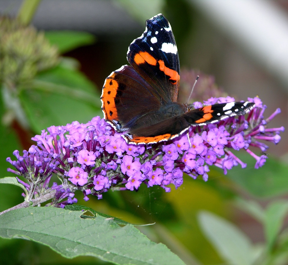 Butterfly admiral insect