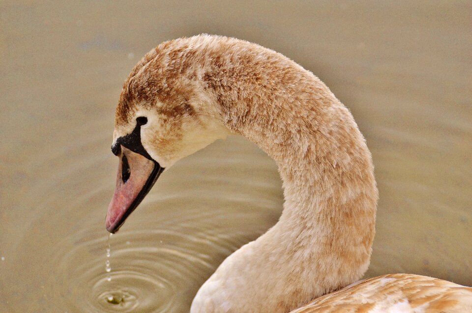 Pride bird waterfowl