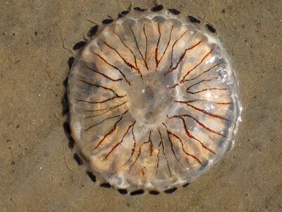 Jellyfish sand sea photo