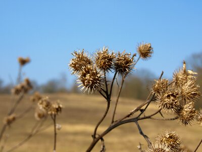 Meadow nature plant