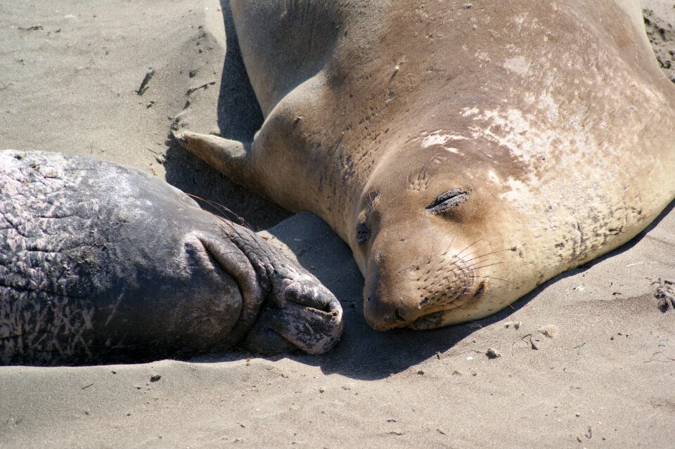 California animal mammal