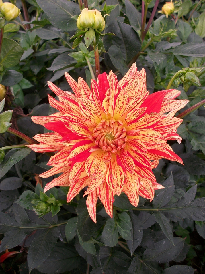 Jewelry dahlia blossom bloom