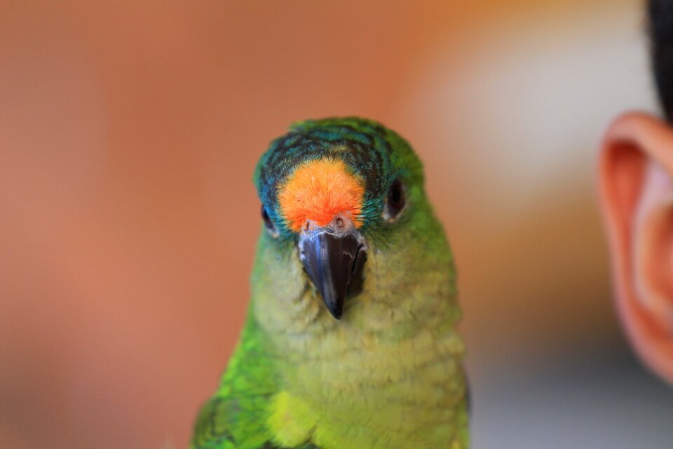 Tropical bird green brazilian