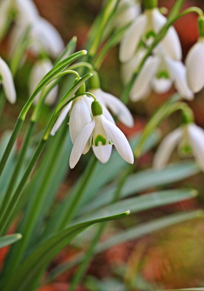 Flower closeup nature signs of spring