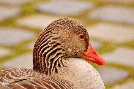 Water bird poultry bill photo