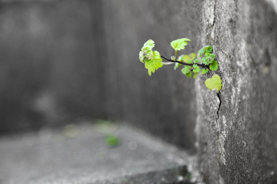 Proud green beautiful