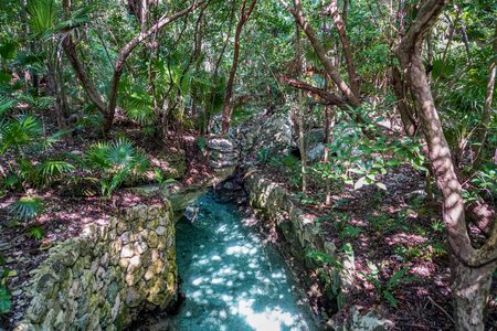Forest river tropical photo