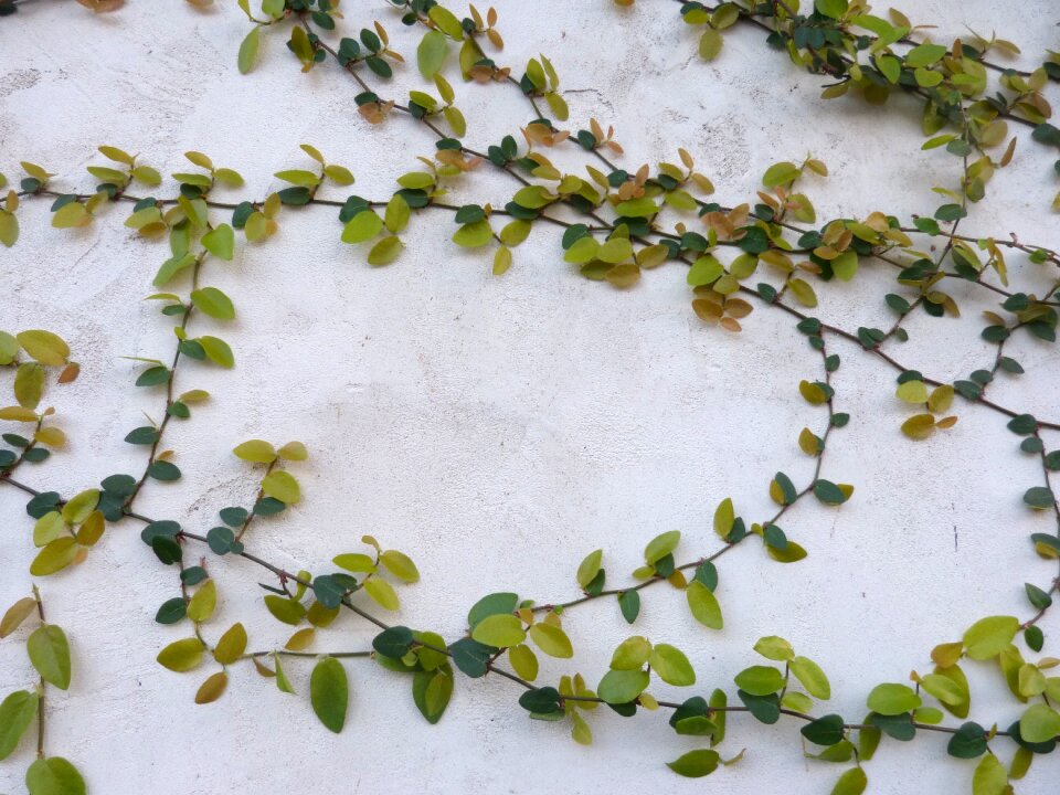 Concrete green vines building wall