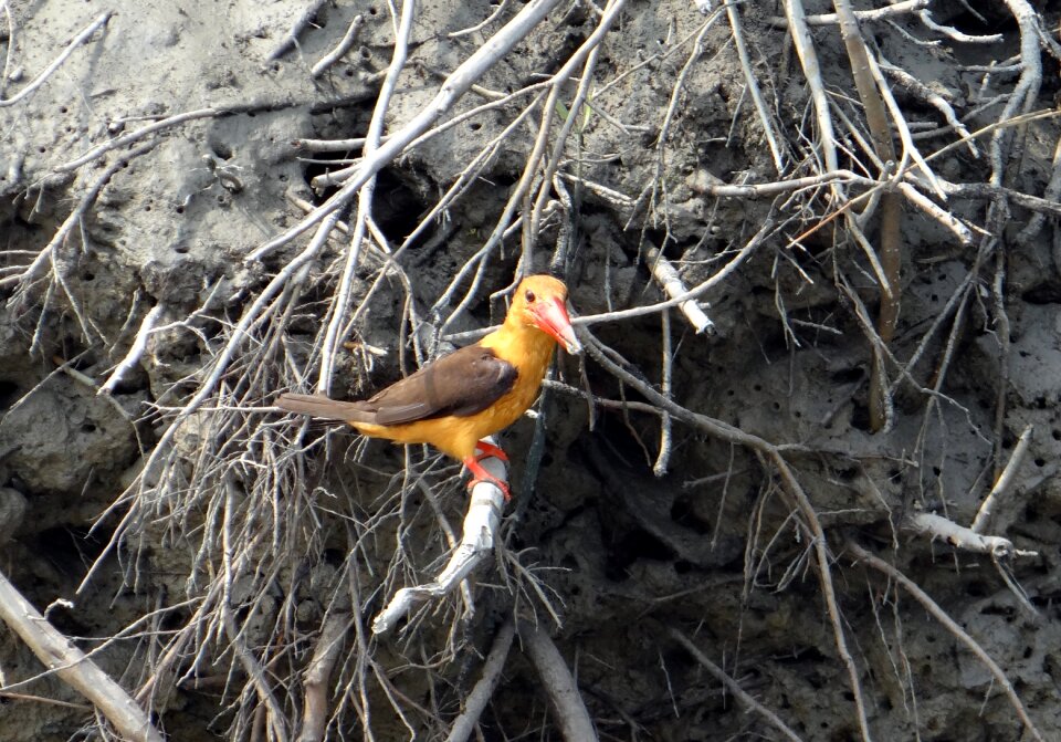 Sundarbans swamp mangroves