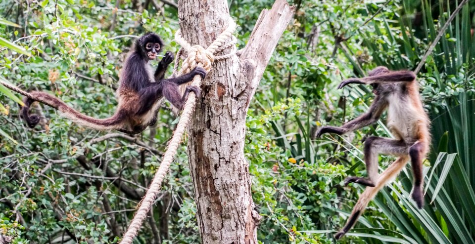 Primate wild xcaret photo