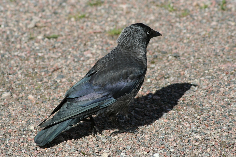 Black animal nature