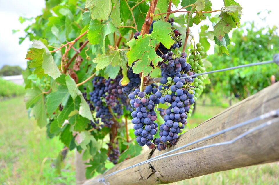 Taste alcohol winery