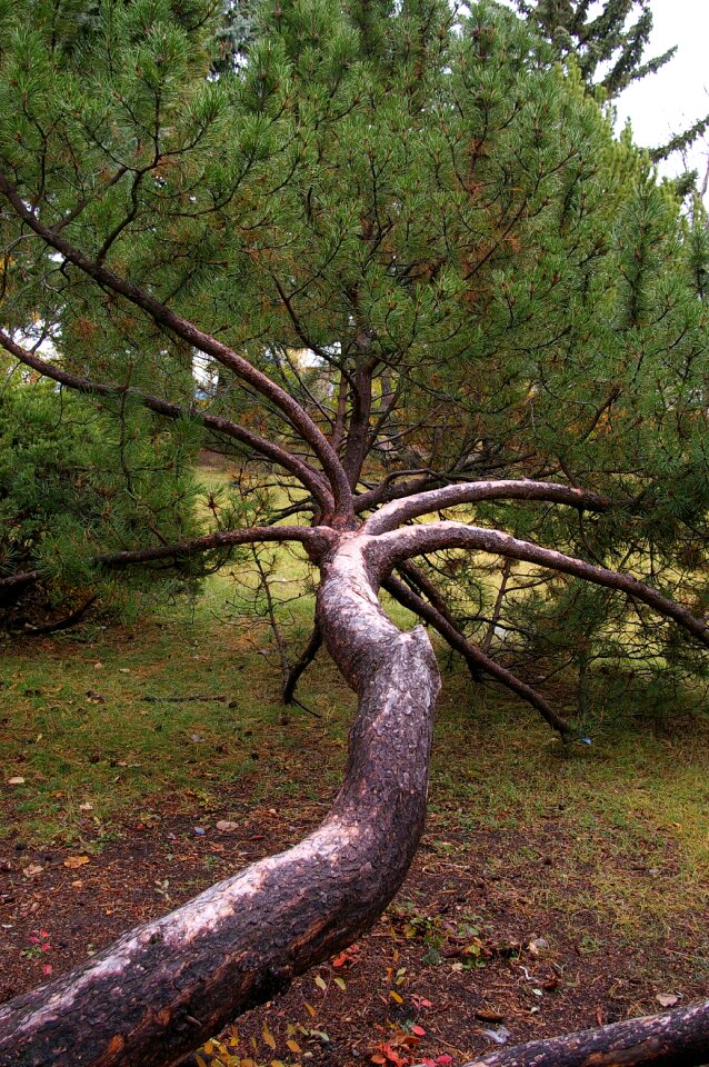 Nature green trunk