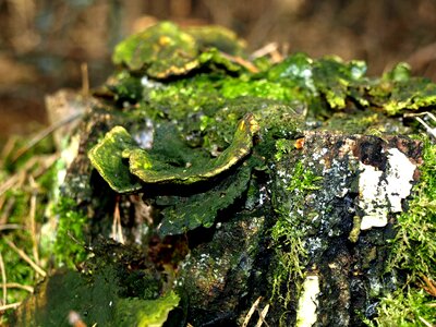 Green mushroom bronze