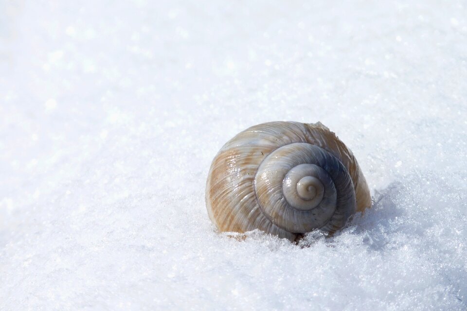 Winter cold snail