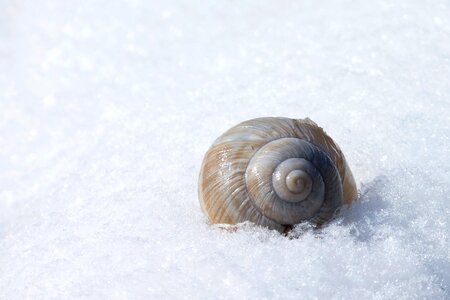 Winter cold snail