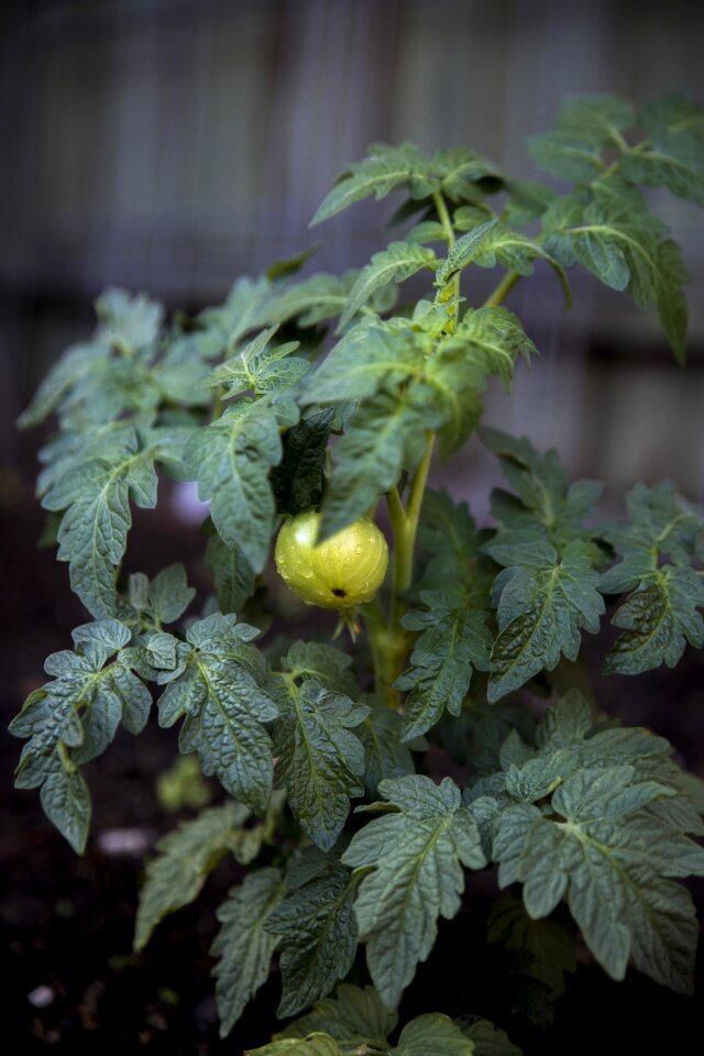 Garden vegetable healthy