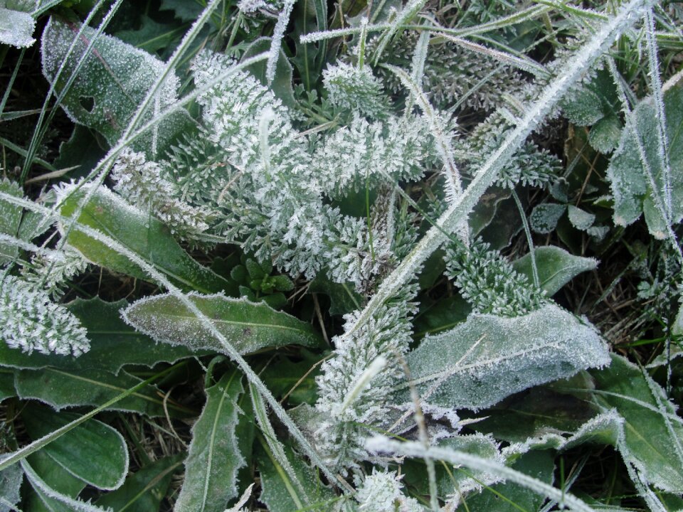 Frozen nature cold