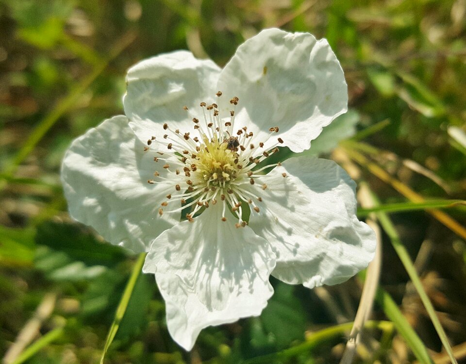 Macro stamens flora