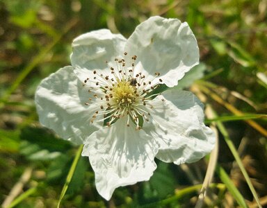 Macro stamens flora