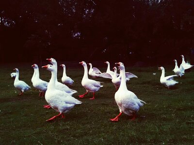Park nature duck