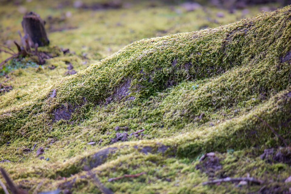Tree root green forest
