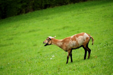 Pasture land grass wool
