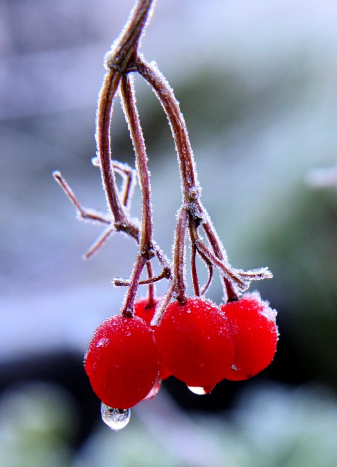 Winter trees freezing