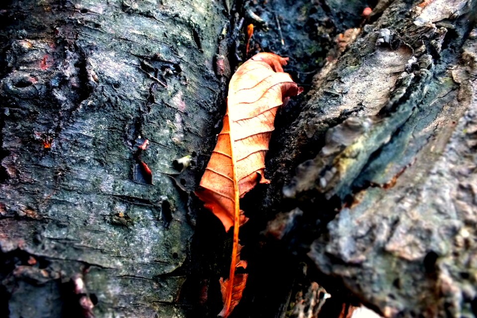 Tree wood yellow leaves