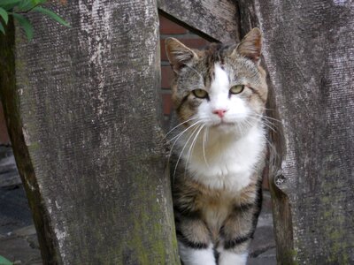 Grey fence cat face photo