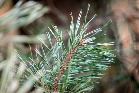 Needles pine cones tap photo