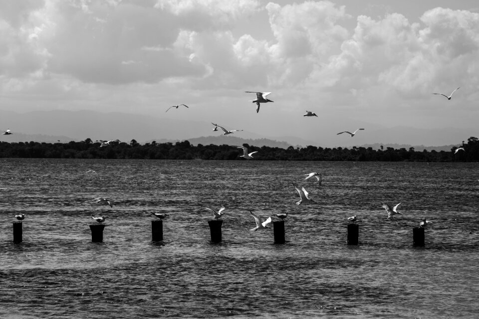 Birds flock summer