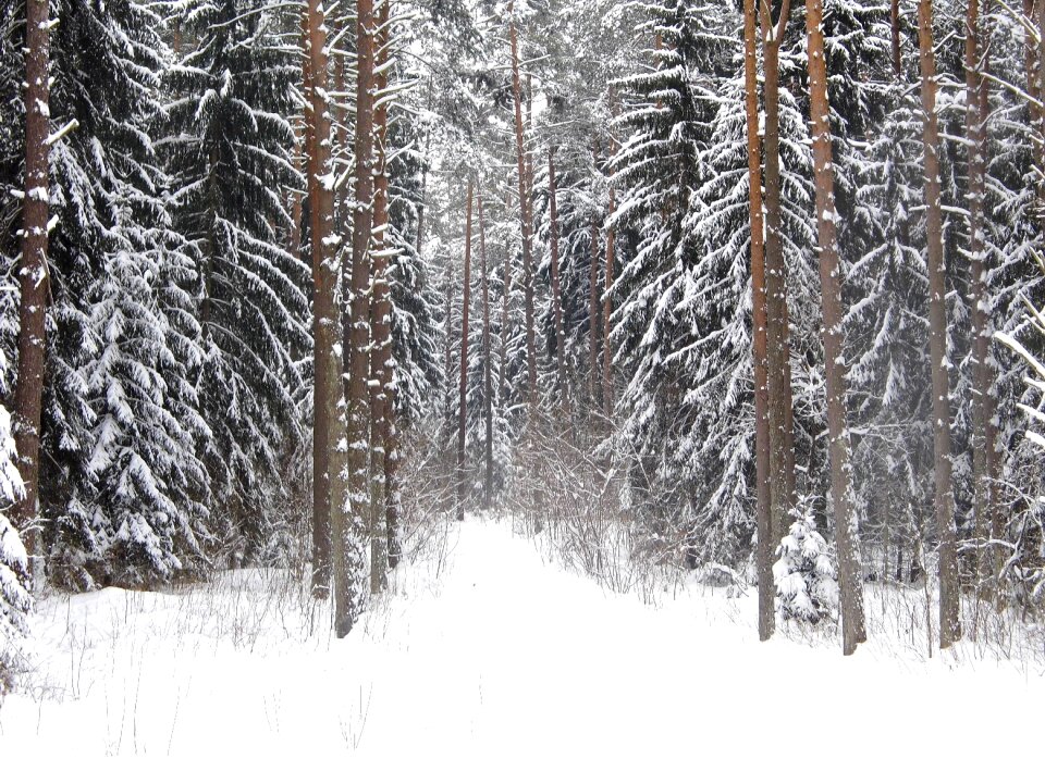 Winter snow tree