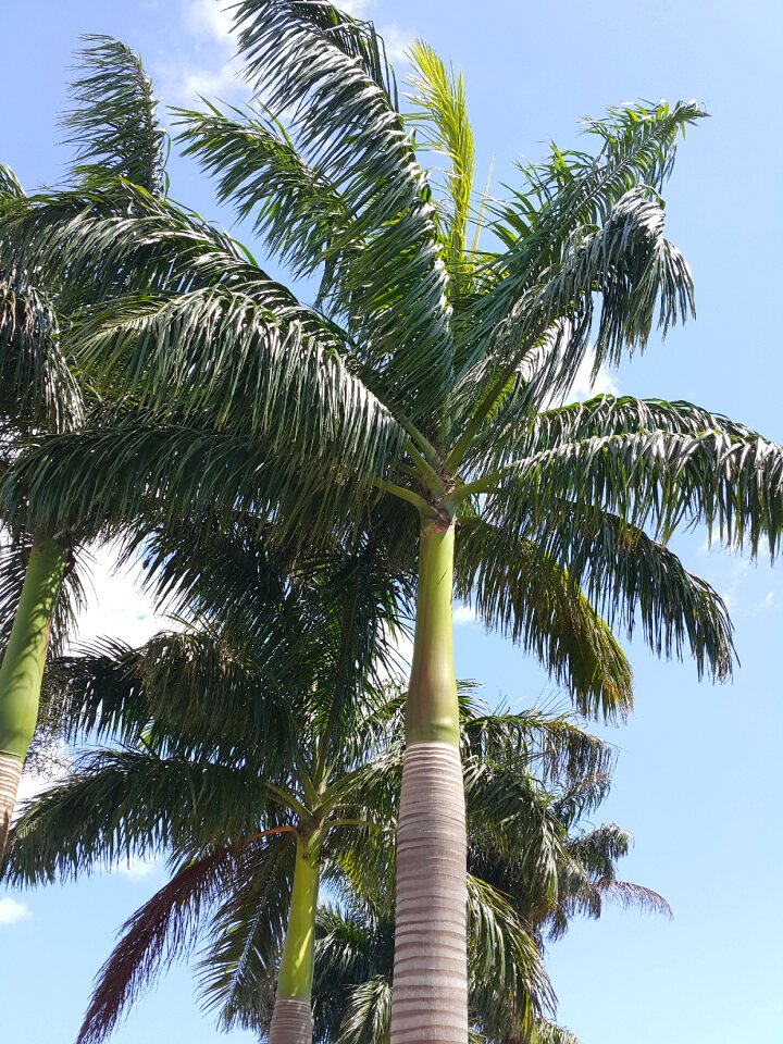 Sky zanzibar tropical