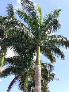 Sky zanzibar tropical