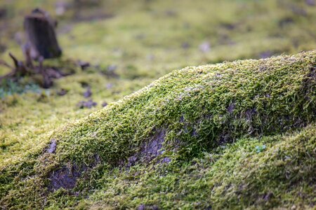 Tree root green forest photo