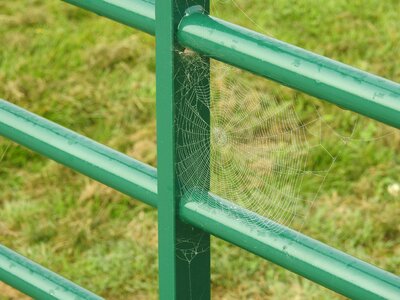 Cobweb spider-web